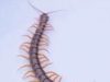 This is what it means to find a centipede in the house