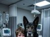 When my retired military K9 refused to let go of a terrified, speechless six-year-old boy, I thought he was just protecting him—until the parents walked into the ER and I realized the “protection” was actually a silent accusation.